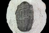Gerastos Trilobite Fossil - Morocco #69102-2